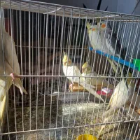 ۴تا عروس هلندی