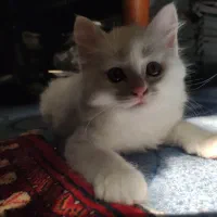 گربه خانگی دوماهه|گربه|بهشهر, |دیوار