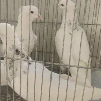 5  طوق طوقی الماسی هفترنگ  نر|پرنده|شاهین‌شهر, فیض|دیوار