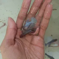 فایتر ماده تکی و عمده همه رنگ|ماهی|شیراز, بالا کفت|دیوار