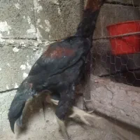 سه عدد لاری اصیل|حیوانات مزرعه|مشگین شهر, |دیوار