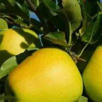 پیشفروش نهال شناسه دارسیب زرد فرانسه
