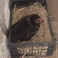 فروش مرغ مشکی پا کوتاه|حیوانات مزرعه|بابل, |دیوار