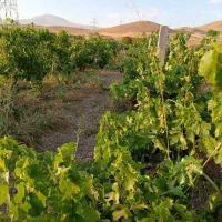 فروش باغ تجره|فروش زمین و ملک کلنگی|خرم‌آباد, |دیوار