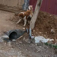 قدرجونی اصیل آدمی دهن پاک