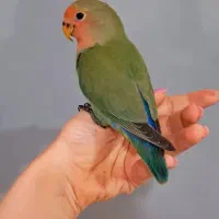 جوجه کوتوله برزیلی بامزه فول رام و پروازی سخنگو