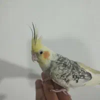 عروس هلندی ماده دستی مست ۶ تخم