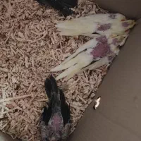 چهارتا جوجه سرلاکی