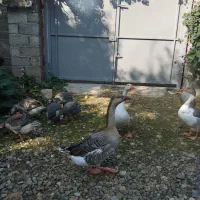 غاز ، اردک اسرائیلی