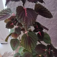 گل حسن یوسف و گل پتوس تازه و یک عدد کیف کرمی نو