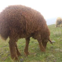 بره|حیوانات مزرعه|ارشق, |دیوار