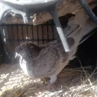 کفتر نر|پرنده|کرباسک, |دیوار