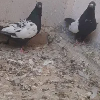 کبوتر سینهای|پرنده|شاهنجرین, |دیوار