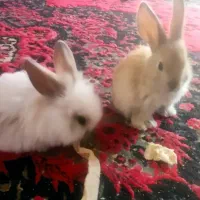 خرگوش لوپ|موش و خرگوش|سبزوار, چهارراه فرودگاه|دیوار