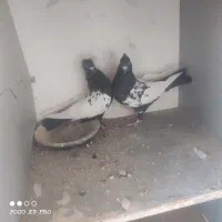 کبوتر|پرنده|مبارکه, |دیوار