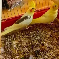 تعدادی عروس هلندی بالغ وجوجه