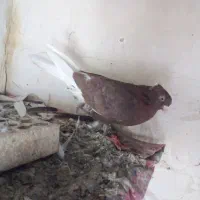 سوسنی چشم نوک|پرنده|مسجد سلیمان, |دیوار