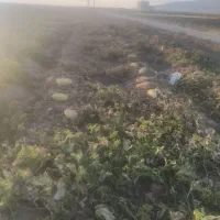 خربزه