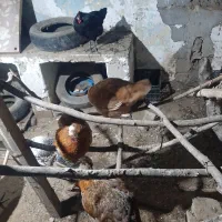 مرغ تخم گذار  خروس محلی  بوقلمون .نیمچه اسراییلی