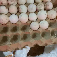 تخم بوقلمون برنز نطفه دار