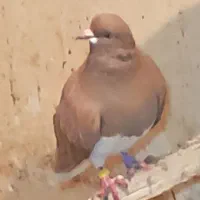 فروشی|پرنده|بوشهر, |دیوار