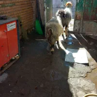 میش بز بره|حیوانات مزرعه|اردل, |دیوار