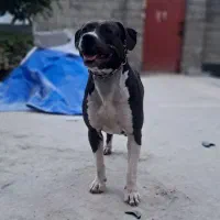 پیتبول حرفه ای