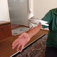 کبوتر