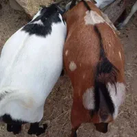 نری و گیسه فروشی|حیوانات مزرعه|قشم, |دیوار