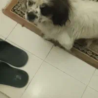 سگ پا کوتاه