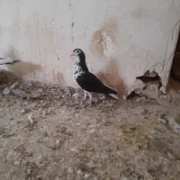 کفتر بوم|پرنده|تربت جام, المهدی|دیوار