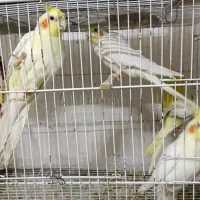 فروش تعدادی عروس هلندی