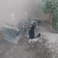 فروش فوری  دو قلاده خراسانی|سگ|بسطام, |دیوار