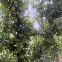 انواع درخت/ مثمر/غیرومثمر/ درخت پایان کارشهرداری|خدمات باغبانی و درختکاری|قلعه نو, |دیوار