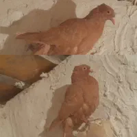 کفتر پولکی سرخ زرد|پرنده|تربت‌حیدریه, چهارراه خواف|دیوار