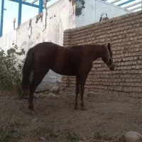 اسب|اسب و تجهیزات اسبسواری|کوهدشت, |دیوار