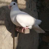کبوتر پلاکی ماده|پرنده|کازرون, |دیوار