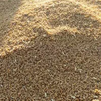 گندم چمران۲|عمدهفروشی|رامشیر, |دیوار