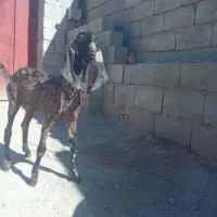 بزغاله ماده پنجاپی اصل