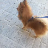سگ پامر