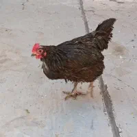 مرغ تسترالوپ آلمانی و مرغ ماشینی و خروس چاپنیز