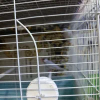 فنج نرگسی|پرنده|سوسنگرد, |دیوار