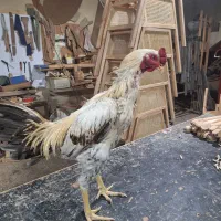 خروس لاری|حیوانات مزرعه|جاجرود, |دیوار