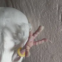 کفتر سفید|پرنده|قم, ولیعصر|دیوار