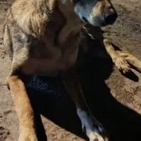 سگ پژدر سرابی