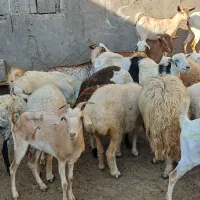 کهره گیسه بز خود بندرعباس با قصابی رایگان|حیوانات مزرعه|بندرعباس, |دیوار