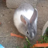 خرگوش|موش و خرگوش|ارومیه, |دیوار