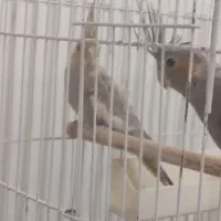 عروس هلندی|پرنده|تربتحیدریه, یحیی آباد|دیوار