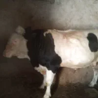 گاو سیمینتال|حیوانات مزرعه|موچش, |دیوار