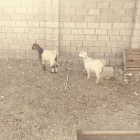 بیگ بز بره میش|حیوانات مزرعه|دزفول, |دیوار